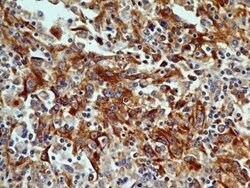OGG1 Antibody (4E8) - Azide and BSA Free, Novus Biologicals 0.1 mg; Unconjugated:Antibodies,
